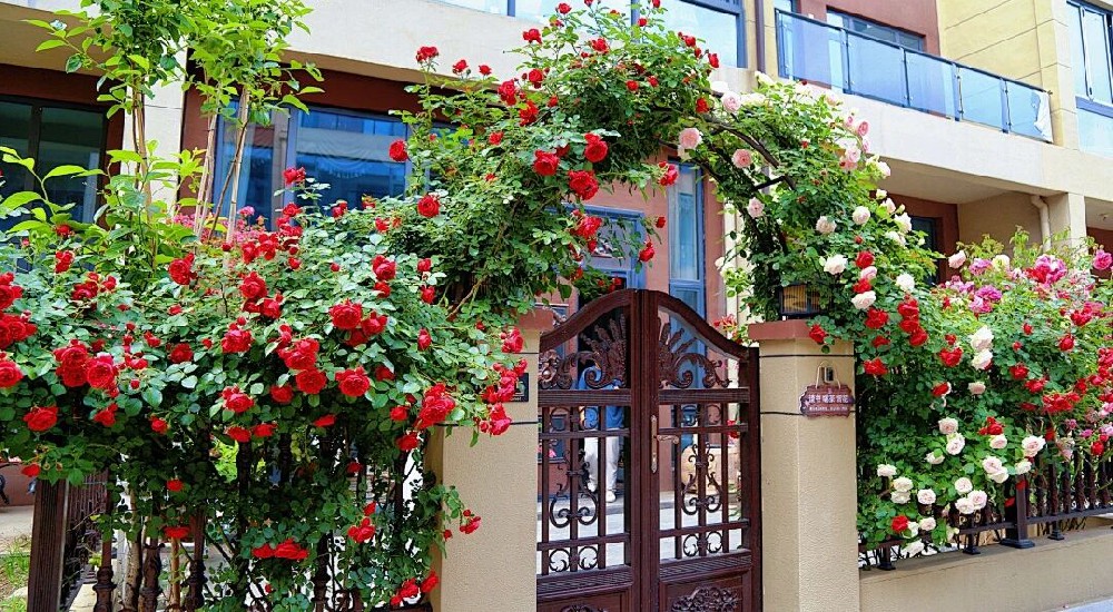 带院的“惊喜副作用”：住过才懂，这是藏在泥土里的幸福